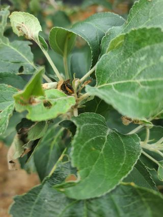 김태우님의 사과 · 병해충상담 작성글 사진