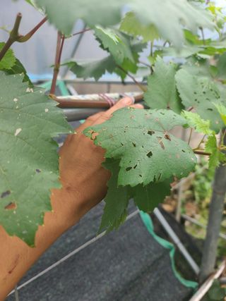 김태우님의 사과 · 병해충상담 작성글 사진