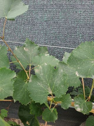 김태우님의 사과 · 병해충상담 작성글 사진