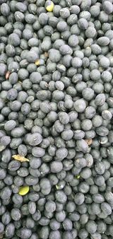 팜모닝 콩·자유게시판 게시글 이미지