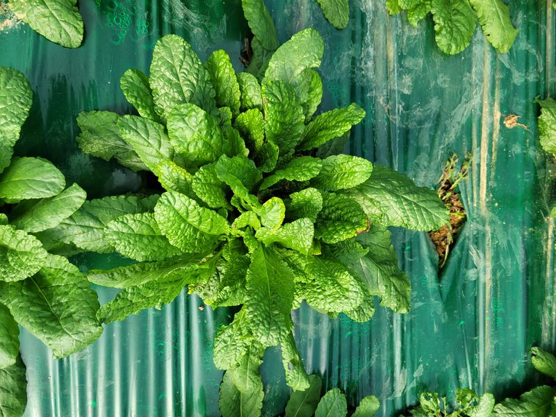 장터 상품 [곰보배추즙 110ml  50포] 썸네일