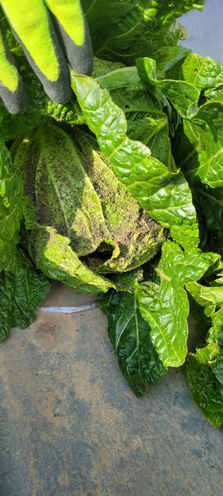 화양초보님의 배추 · 병해충상담 작성글 사진