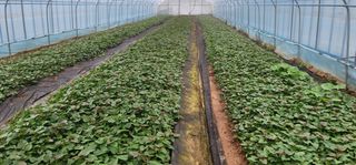 강성우님의 고구마 · 자유게시판 작성글 사진