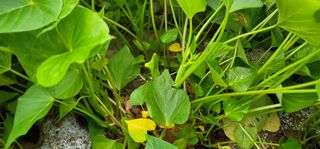 강성우님의 고구마 · 자유게시판 작성글 사진