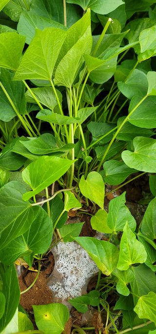 강성우님의 고구마 · 자유게시판 작성글 사진