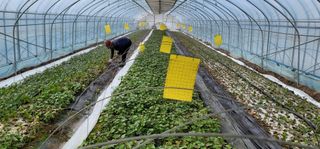 강성우님의 고구마 · 자유게시판 작성글 사진