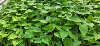 강성우님의 고구마 · 자유게시판 작성글 사진