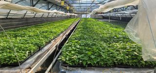 강성우님의 고구마 · 자유게시판 작성글 사진