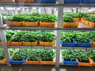 강성우님의 고구마 · 자유게시판 작성글 사진