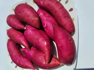 강성우님의 고구마 · 자유게시판 작성글 사진