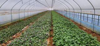 강성우님의 고구마 · 자유게시판 작성글 사진