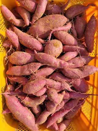 강성우님의 고구마 · 자유게시판 작성글 사진