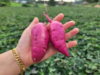 강성우님의 고구마 · 자유게시판 작성글 사진