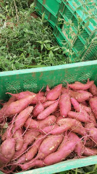 강성우님의 고구마 · 자유게시판 작성글 사진