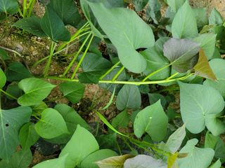 강성우님의 고구마 · 자유게시판 작성글 사진