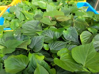 강성우님의 고구마 · 자유게시판 작성글 사진