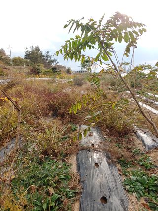 블루아이스님의 두릅 · 일상 작성글 사진