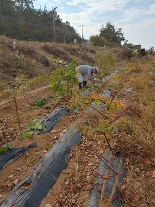 블루아이스님의 두릅 · 일상 작성글 사진
