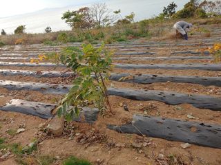 블루아이스님의 두릅 · 일상 작성글 사진