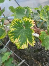 팜모닝 포도·병해충상담 게시글 이미지