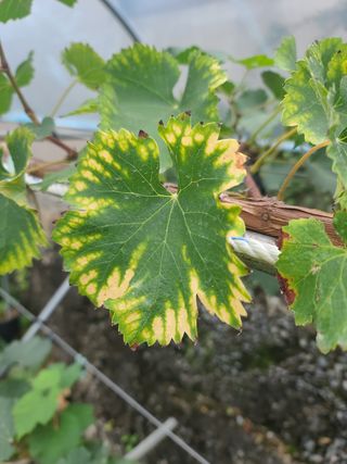 김태우님의 포도 · 병해충상담 작성글 사진