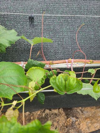 김태우님의 포도 · 병해충상담 작성글 사진