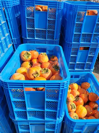 이성환님의 감 · 자유게시판 작성글 사진