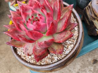 이연옥님의 기타작물 · 자유게시판 작성글 사진