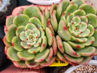 이연옥님의 기타작물 · 자유게시판 작성글 사진