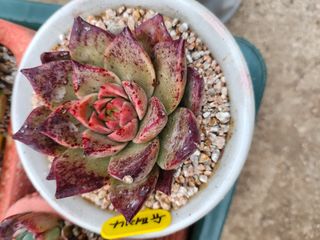 이연옥님의 기타작물 · 자유게시판 작성글 사진