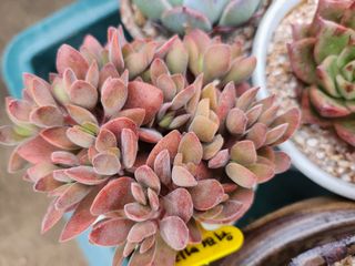 이연옥님의 기타작물 · 자유게시판 작성글 사진