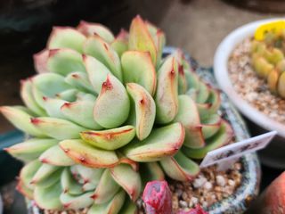 이연옥님의 기타작물 · 자유게시판 작성글 사진