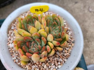 이연옥님의 기타작물 · 자유게시판 작성글 사진