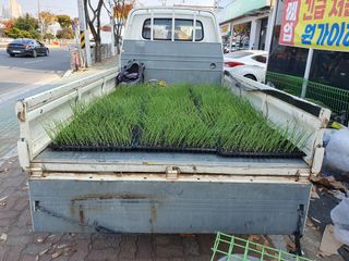 김권수님의 양파 · 자유게시판 작성글 사진