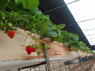 전성란님의 딸기 · 일상 작성글 사진