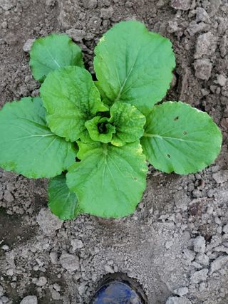 민응규님의 배추 · 병해충상담 작성글 사진