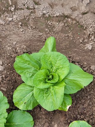 민응규님의 배추 · 병해충상담 작성글 사진