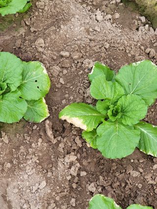 민응규님의 배추 · 병해충상담 작성글 사진