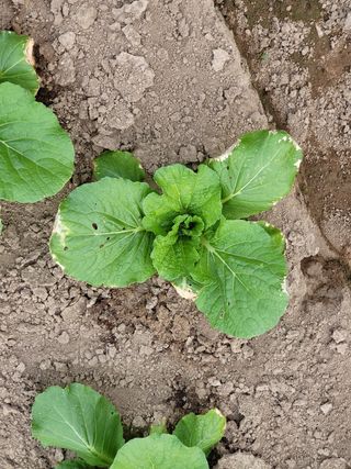 민응규님의 배추 · 병해충상담 작성글 사진