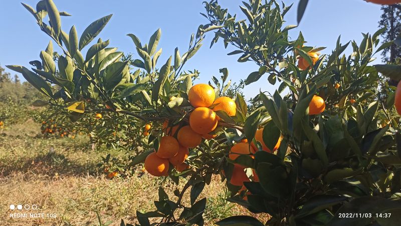 자연재님의 장터 판매 상품 [유라조생귤 5k 10k 당도높은 품종으로 진한맛] 첨부 사진