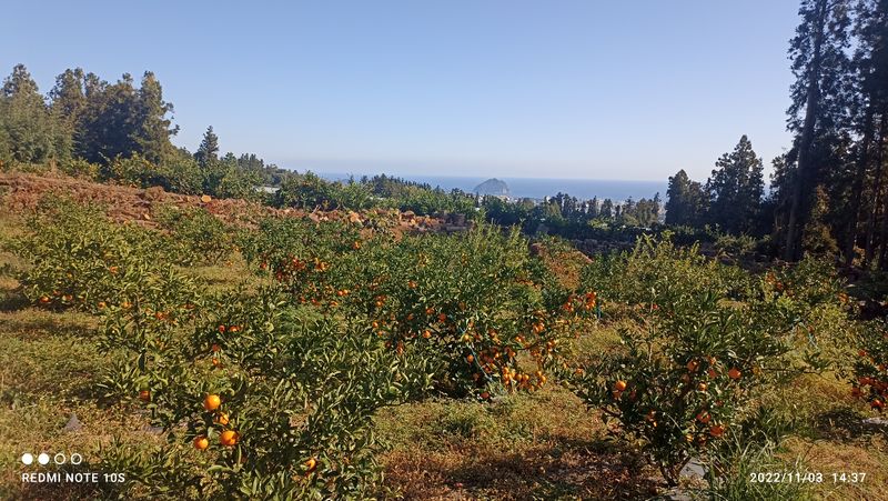 자연재님의 장터 판매 상품 [유라조생귤 5k 10k 당도높은 품종으로 진한맛] 첨부 사진