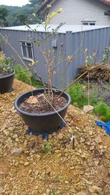 팜모닝 기타작물·병해충상담 게시글 이미지