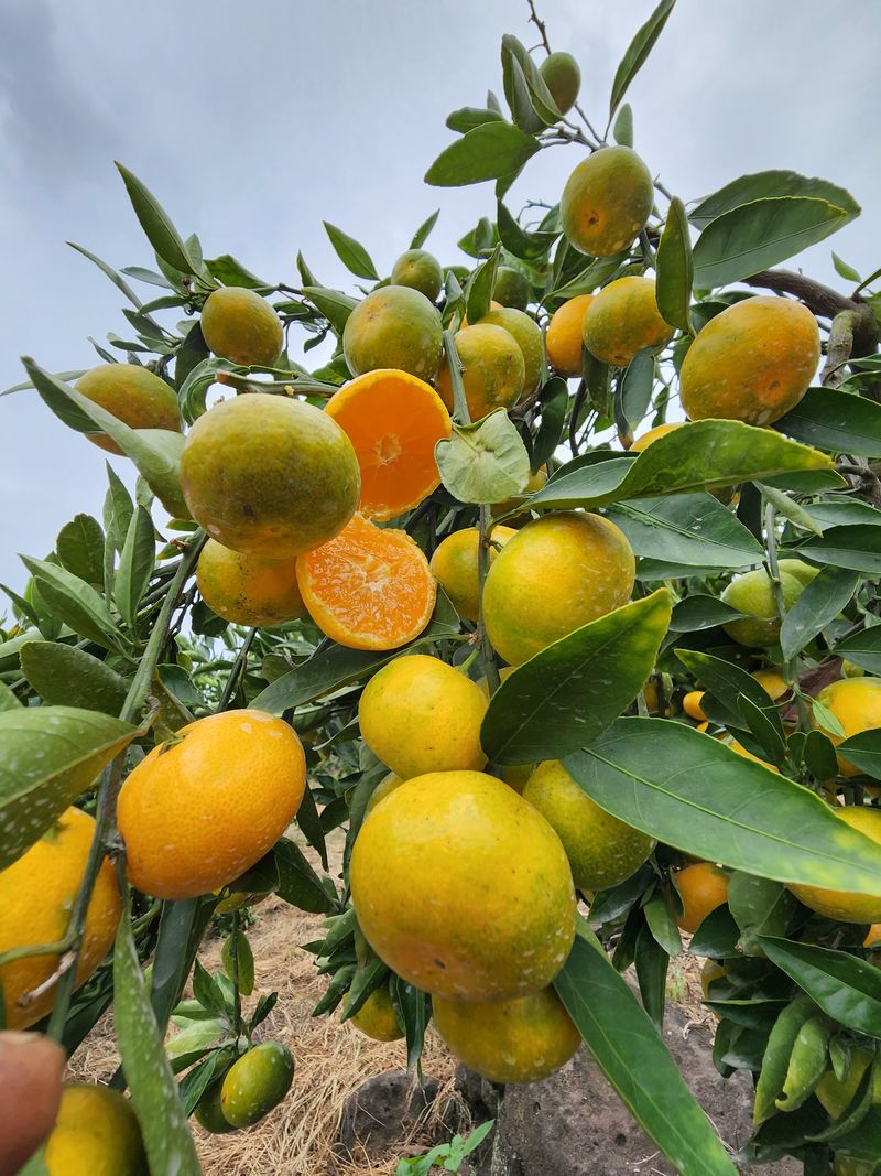 장터 상품 [보목리 앞 바다. 감귤 밭에 자란 (혼합 감귤)] 썸네일