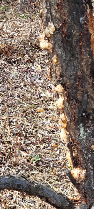 화양초보님의 기타작물 · 병해충상담 작성글 사진