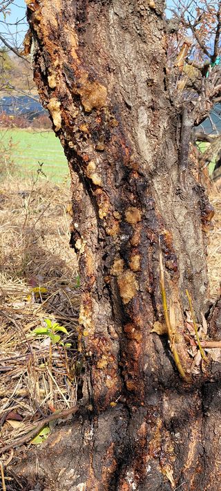 화양초보님의 기타작물 · 병해충상담 작성글 사진