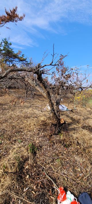 화양초보님의 기타작물 · 병해충상담 작성글 사진