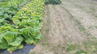 스니맘님의 배추 · 일상 작성글 사진