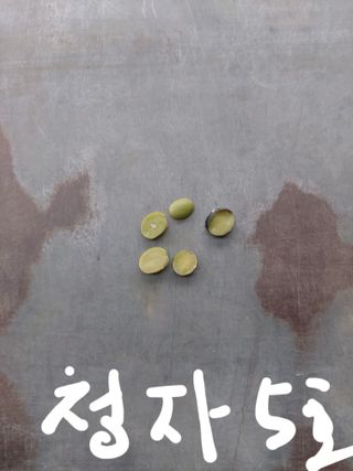 배문희님의 콩 · 자유게시판 작성글 사진