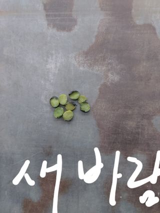 배문희님의 콩 · 자유게시판 작성글 사진