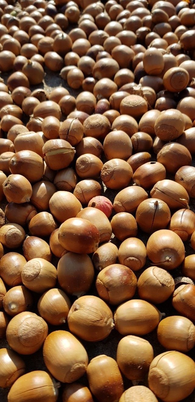 강화댁님의 장터 판매 상품 [국산 도토리가루 1.2키로(한되)] 첨부 사진